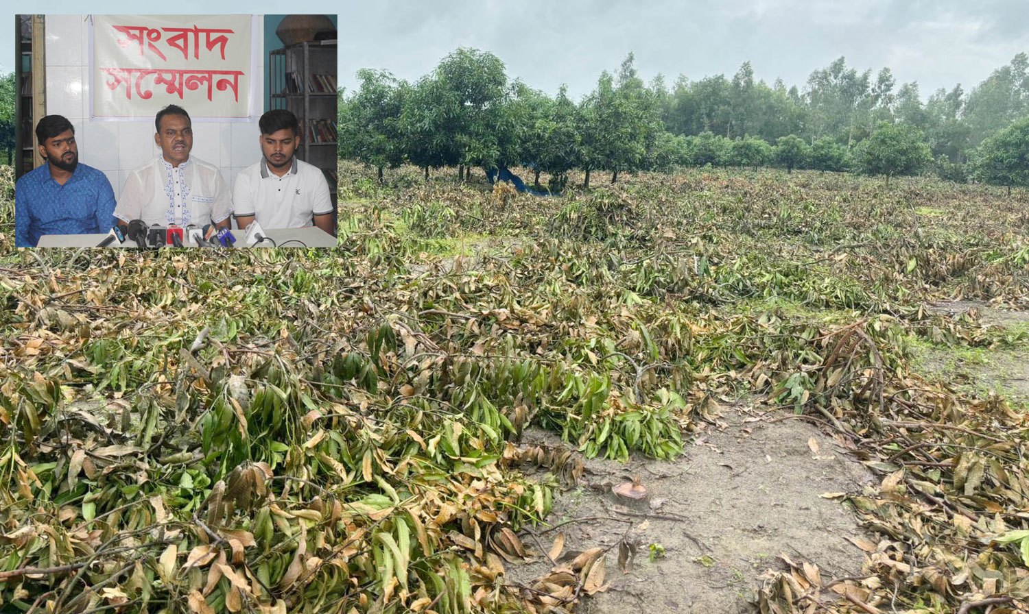 নওগাঁর পত্নীতলায় বাগানের ৮শ আম গাছ কেটে ফেললো প্রভাবশালীরা