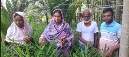 পলাশবাড়ীতে বস্তায় আদা চাষ করে লাভবান হচ্ছেন কৃষকরা 