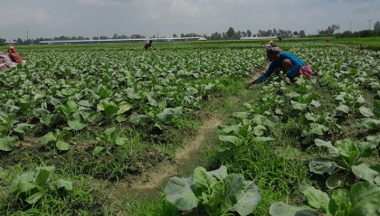 অসময়ের বৃষ্টিতে নন্দীগ্রামে শীতের আগাম শাকসবজি ক্ষতির মুখে