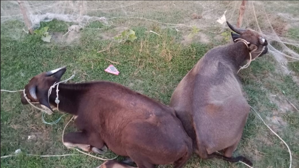 কুয়াকাটা সৈকতে স্রোতে ভেসে এসেছে দুই মহিষ