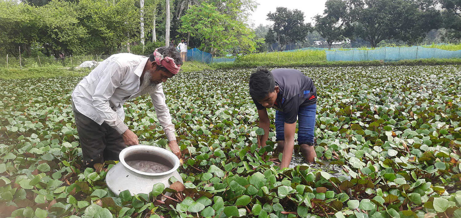 সিংড়ায় পানিফল সংগ্রহে ব্যস্ত কৃষক