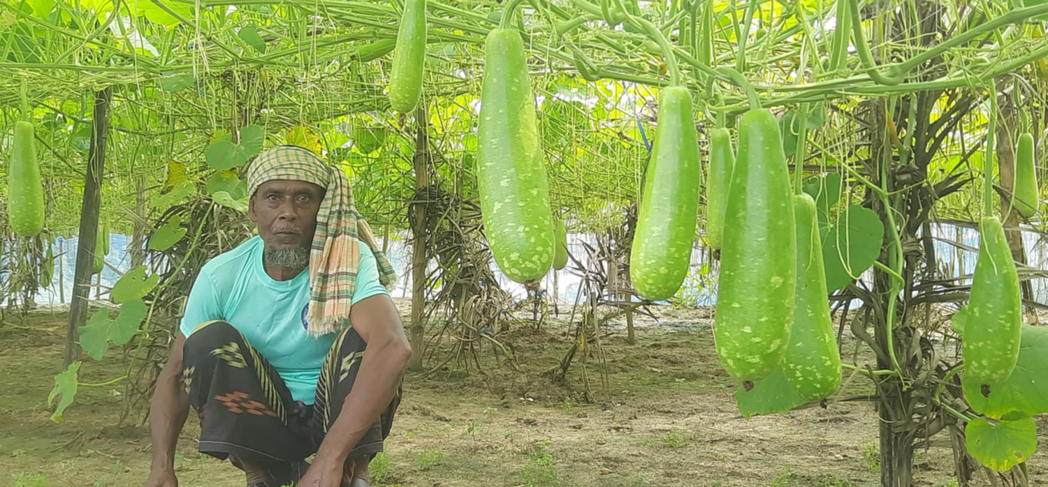 সিংড়ায় লাউ চাষে সফল প্রান্তিক কৃষক ময়দান