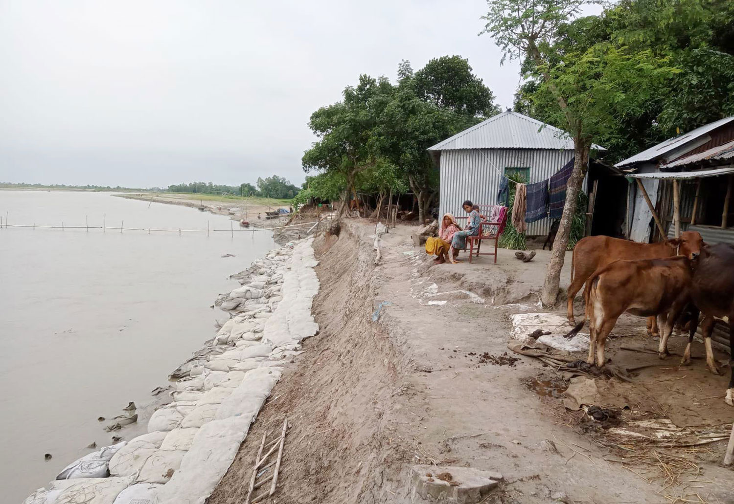 যমুনা নদীর অব্যাহত ভাঙনে দিশেহারা নদীকূলীয় মানুষ