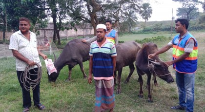 কুয়াকাটায় সমুদ্রের স্রোতে ভেসে আসা ৩টি মহিষ মালিকের কাছে হস্তান্তর