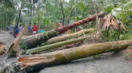 কুয়াকাটায় ঘূর্ণিঝড় দানার প্রভাবে ১৩ ঘর বিধ্বস্ত, ব্যাপক ক্ষয়ক্ষতি