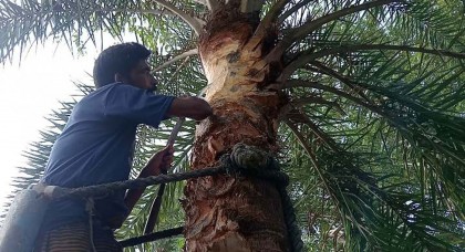 নলডাঙ্গায় খেজুরের রস সংগ্রহে গাছের আগাম প্রস্তুতিতে ব্যস্ত গাছিরা