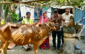 দৈনিক চাঁদনী বাজার পত্রিকায় সংবাদ প্রকাশের পর- রায়গঞ্জে ঘানি টানা জহুরুল - মিনা দম্পতি পেয়েছেন গরু ও নগদ টাকা 
