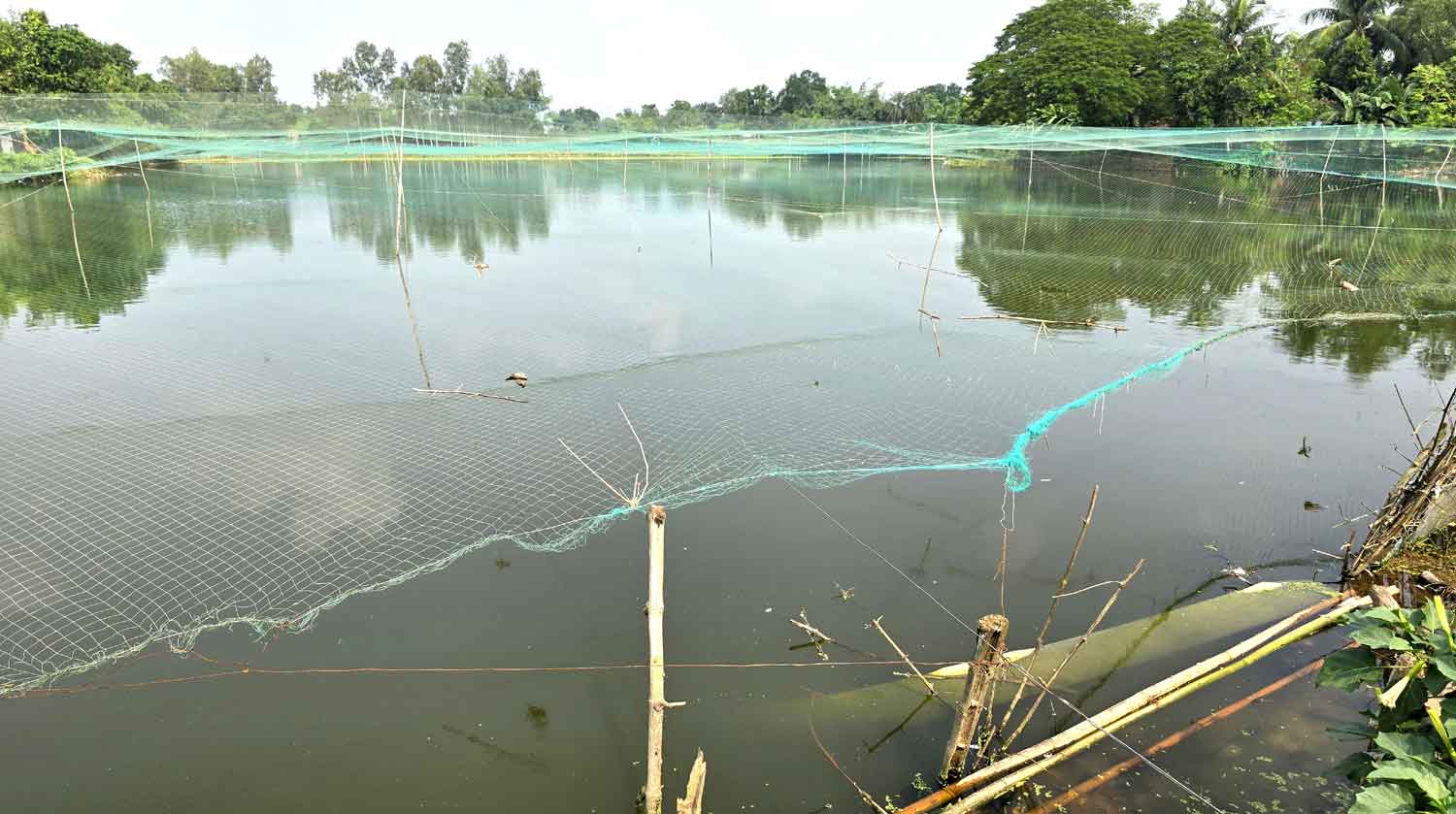 সিংড়ায় জোরপূর্বক পুকুর দখলের অভিযোগ