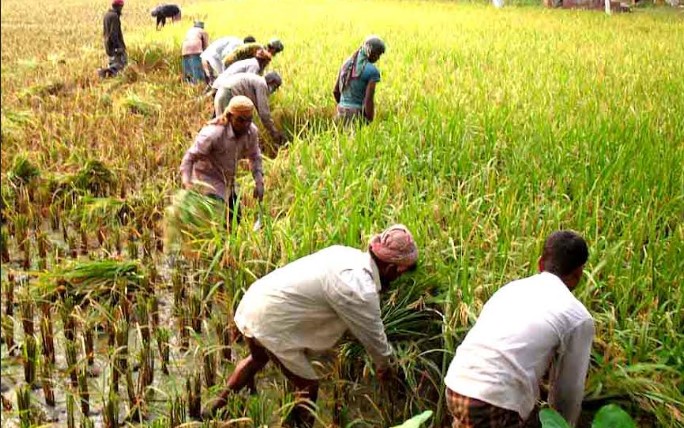 নাগেশ্বরীতে আগাম আমন ধান কাটা মাড়াই পুরো দমে শুরু হয়েছে