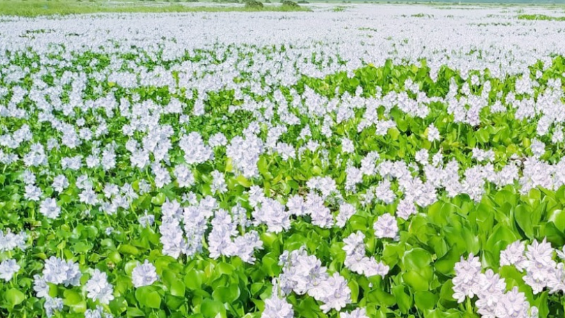 কচুরি ফুলের বাহারি রঙ্গে প্রকৃতির নতুন রূপ 