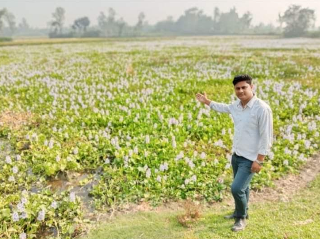 পলাশবাড়ীতে প্রকৃতির অপরুপ সাজে সেজেছে কচুরি ফুল