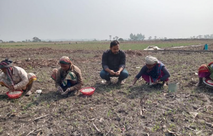 সিরাজগঞ্জে বিনাচাষে জনপ্রিয় হয়ে উঠছে রসুনের আবাদ