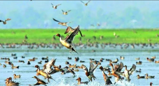 অতিথি পাখির কলকাকলিতে মুখরিত করতোয়া নদী