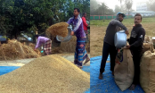 আদমদীঘিতে আমন ধান ফলনে কম হলেও দামে খুশি কৃষক