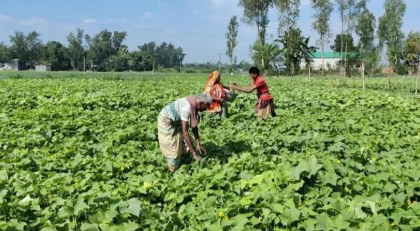 উল্লাপাড়ায় খিরার বাম্পার ফলন ও ভালো  দাম পেয়ে লাভবান কৃষক