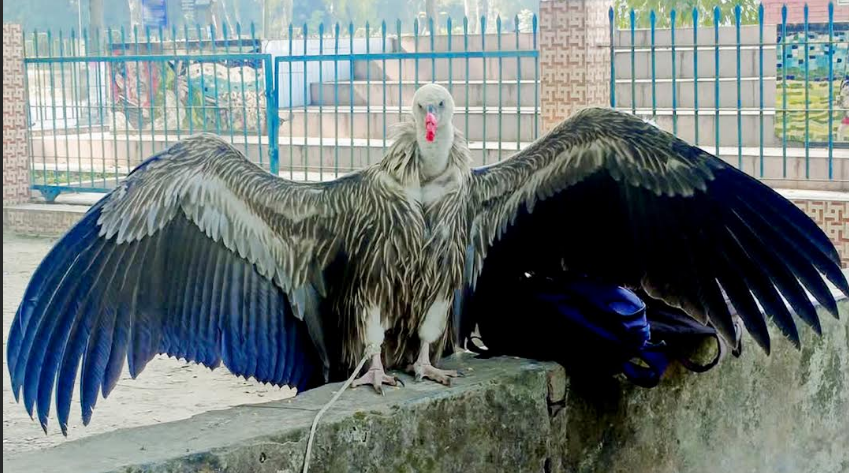 রংপুরে হিমালয়ী গৃধিনী শকুন উদ্ধার!