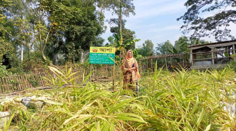 তাড়াশে বস্তায় আদা চাষে সফল রত্না