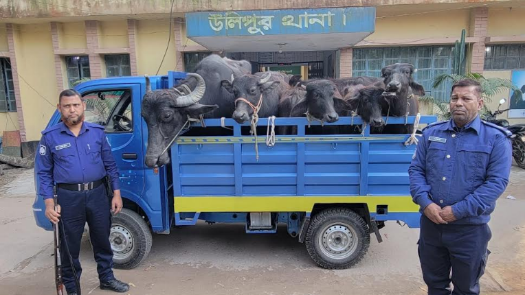 উলিপুরে ব্যবসায়ীর ৭টি মহিষ ছিনতাই, ২৪ ঘণ্টার মধ্যে উদ্ধার