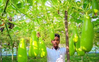 লাউ চাষে তৌহিদের সাফল্য, স্বাবলম্বিতার নতুন দৃষ্টান্ত