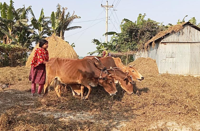 নাগেশ্বরীতে চরাঞ্চলে কালাই কাটামারীতে ব্যস্ত কৃষক-কৃষাণী