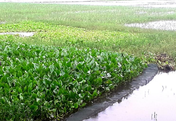 আদমদীঘির রক্তদহ বিলে চায়না দুয়ারি জালের ফাঁদে পড়ে ধ্বংস হচ্ছে দেশীয় প্রজাতির মাছ