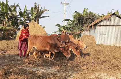 নাগেশ্বরীতে চরাঞ্চলে কালাই কাটামারীতে ব্যস্ত কৃষক-কৃষাণী