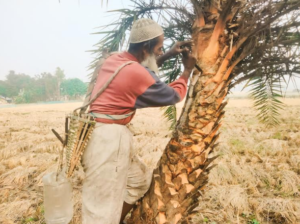 খেজুর রস সংগ্রহে ব্যস্ত নন্দীগ্রামের গাছিরা