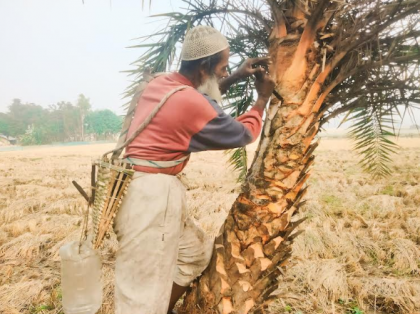 খেজুর রস সংগ্রহে ব্যস্ত নন্দীগ্রামের গাছিরা