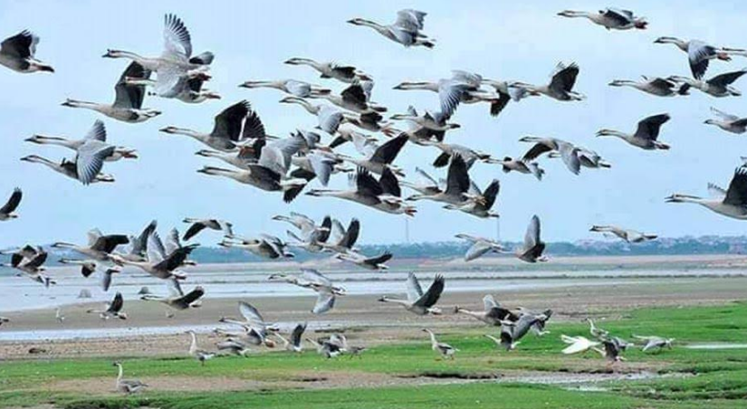 দেশী-বিদেশী পাখির কলকাকলিতে মুখরিত চলনবিল