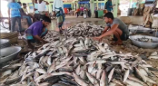 পহেলা বৈশাখকে কেন্দ্র করে আকাশচুম্বী ইলিশের দাম 