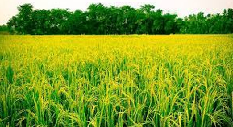 ফুলবাড়ীতে ইরিবোর ধানের বাম্পার ফলন, কৃষকদের মুখে হাসি