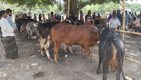 রাজশাহীতে ১৬ বছর পর চালু হলো ঐতিহ্যবাহী দামকুড়া পশুহাট