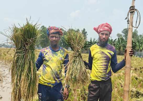 জীবিকার তাগিদে ধান চাষ, লাভের অঙ্ক প্রায় শুন্য