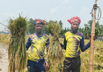 জীবিকার তাগিদে ধান চাষ, লাভের অঙ্ক প্রায় শুন্য
