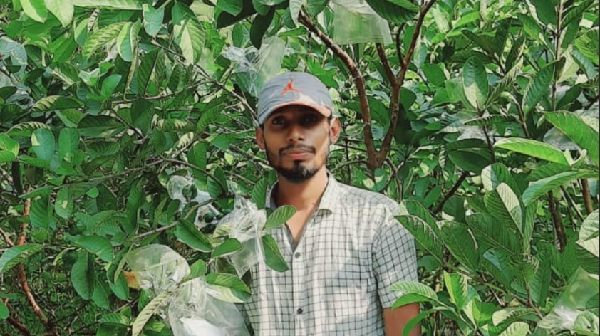 পেয়ারা চাষ করে সফল উদ্যোক্তা আটঘরিয়ার মনিরুল ইসলাম