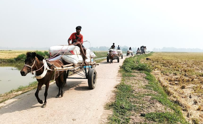 চলনবিলে বোরো ধানে লাভবান কৃষক: সোনালী স্বপ্ন ঘরে তুলছেন কৃষকরা