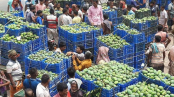 রাজশাহীর আমের হাট জমজমাট