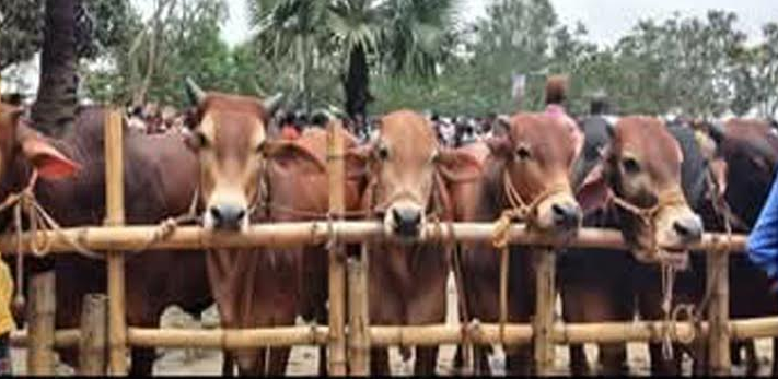 ঘোড়াঘাটে কোরবানির জন্য প্রস্তুত ১৭ হাজার পশু