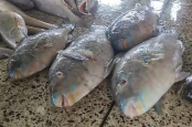 সাগরে জেলের জালে ধরা পড়লো বিরল প্রজাতির ৪টি টিয়া মাছ