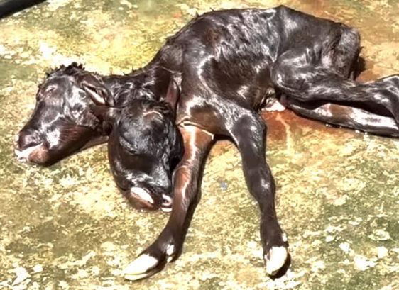 নন্দীগ্রামে দুই মাথাওয়ালা বাছুরের জন্ম