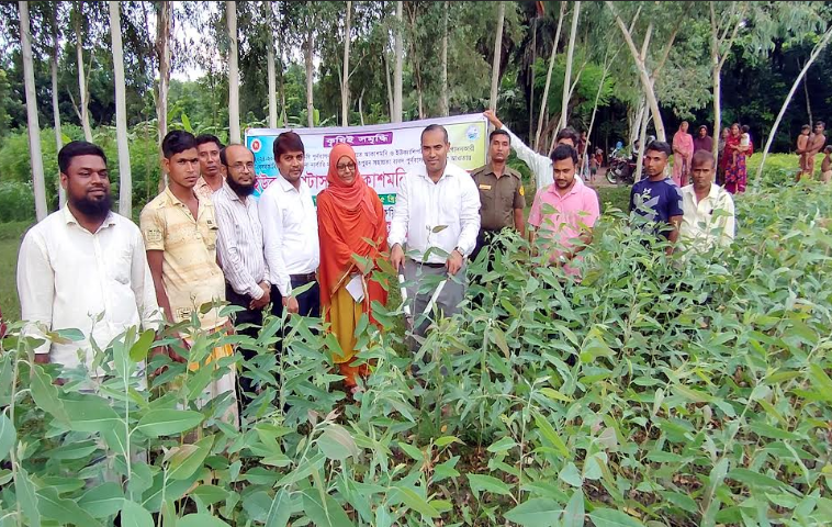 রাণীনগরে ইউক্যালিপটাস-আকাশমনি চারা ধ্বংস