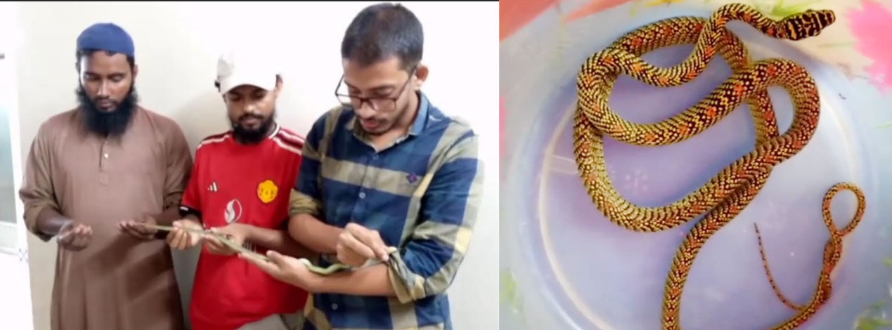 পটুয়াখালীর কলাপাড়ায় আহত কাল সাগিনী সাপের এক্সরে, চিকিৎসা চলছে