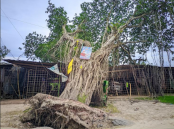 ১ মাস ধরে ব্যবসা প্রতিষ্ঠানের উপরে পড়ে রয়েছে বট গাছ