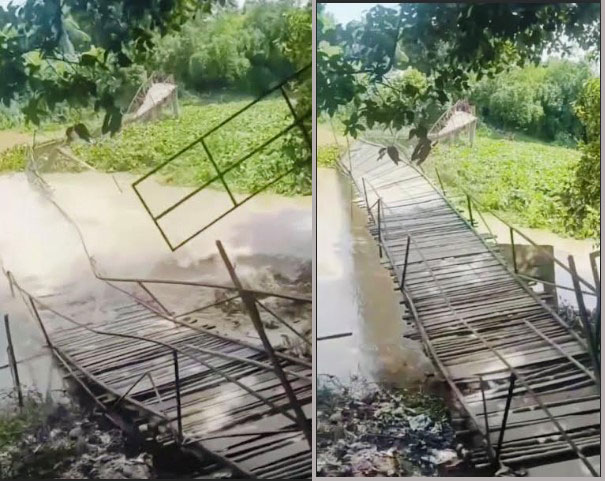 সিংড়ায় কচুরিপানার চাপে বাঁশের সেতু নদীতে বিলীন