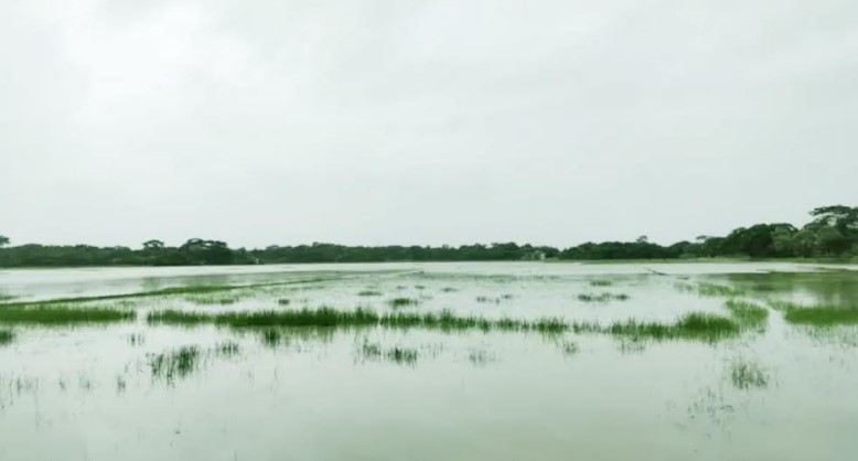 হাঁটু পানিতে কৃষি জমি, শেরপুরে রোপা-আমন চারা রোপণে উদ্বেগ