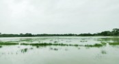 হাঁটু পানিতে কৃষি জমি, শেরপুরে রোপা-আমন চারা রোপণে উদ্বেগ