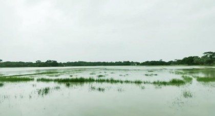 হাঁটু পানিতে কৃষি জমি, শেরপুরে রোপা-আমন চারা রোপণে উদ্বেগ