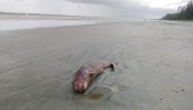কুয়াকাটা সৈকতে ভেসে এলো মৃত এক ডলফিন