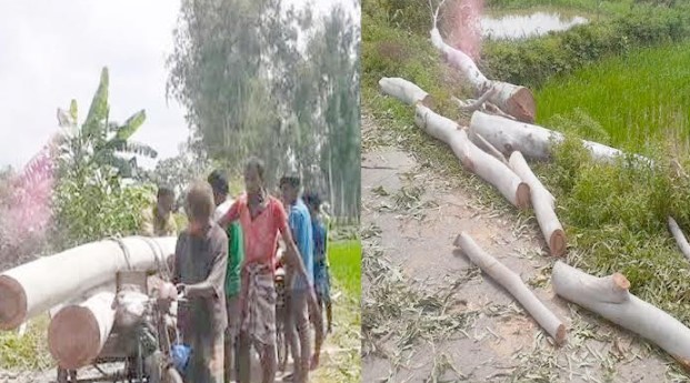 ঘোড়াঘাটে সরকারি রাস্তার গাছ কাটার অভিযোগ, ক্ষোভে এলাকাবাসী