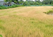 তাড়াশে দূর্বৃত্তের দেয়া আগাছা নাশক বিষে পুড়ল কৃষকের ১ বিঘা জমির বীজতলা